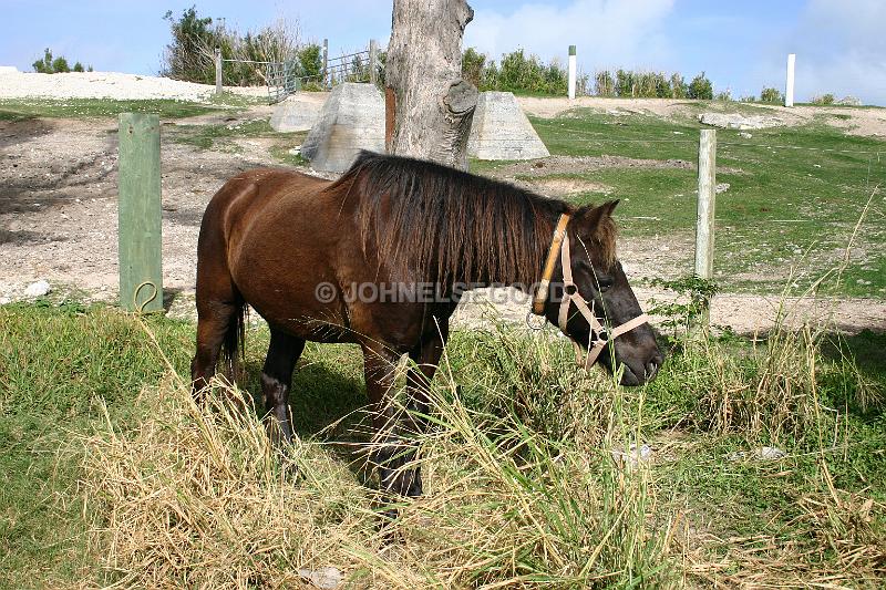 IMG_JE.AN08.JPG - Horse grazing at West End Farm, Somerset, Bermuda