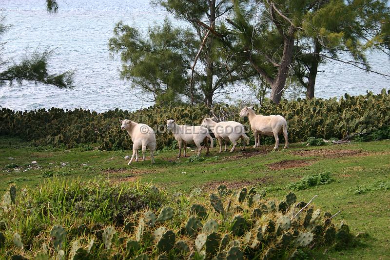 IMG_JE.AN09.JPG - Sheep at the farm on West End Road, Somerset, Bermuda