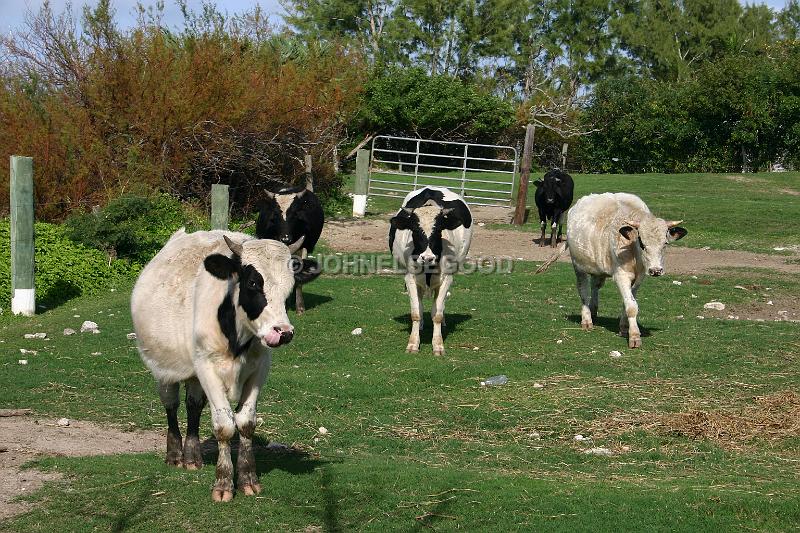IMG_JE.AN12.JPG - Cows at the Farm, Long Bay, Somerset, Bermuda