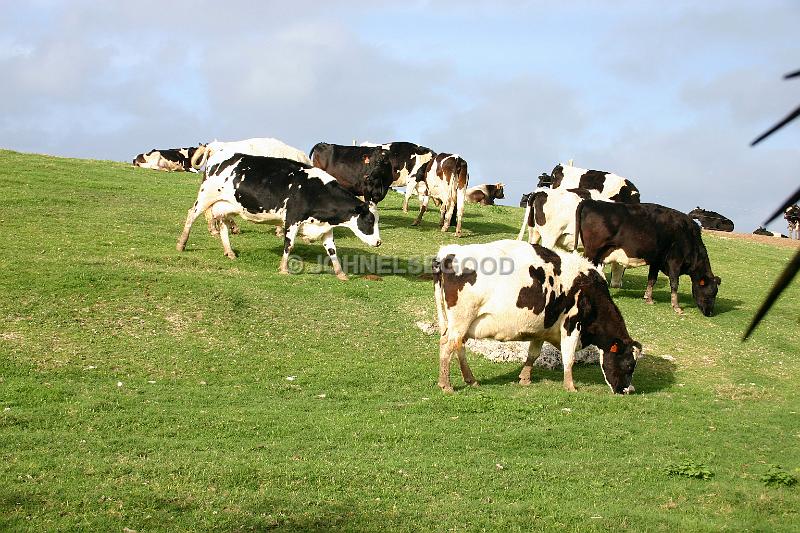 IMG_JE.AN16.JPG - Cows grazing at West End Farm, Somerset, Bermuda
