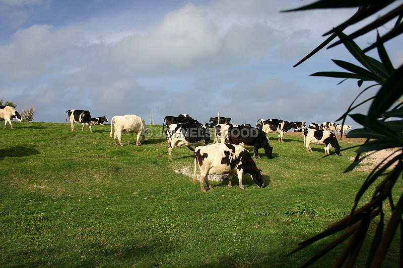 IMG_JE.AN19.JPG - Cows at West End Farm, Somerset, Bermuda