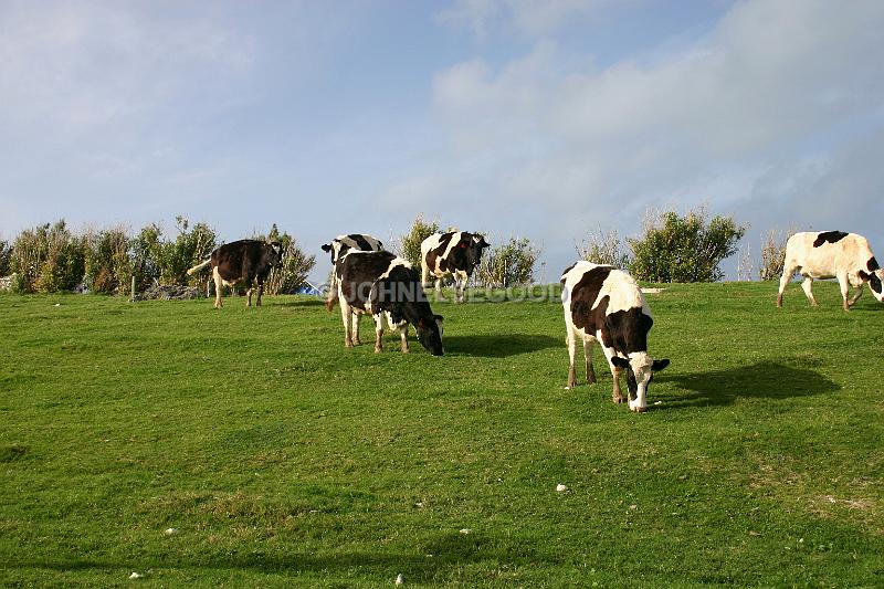 IMG_JE.AN20.JPG - Cows grazing at West End Farm, Somerset, Bermuda