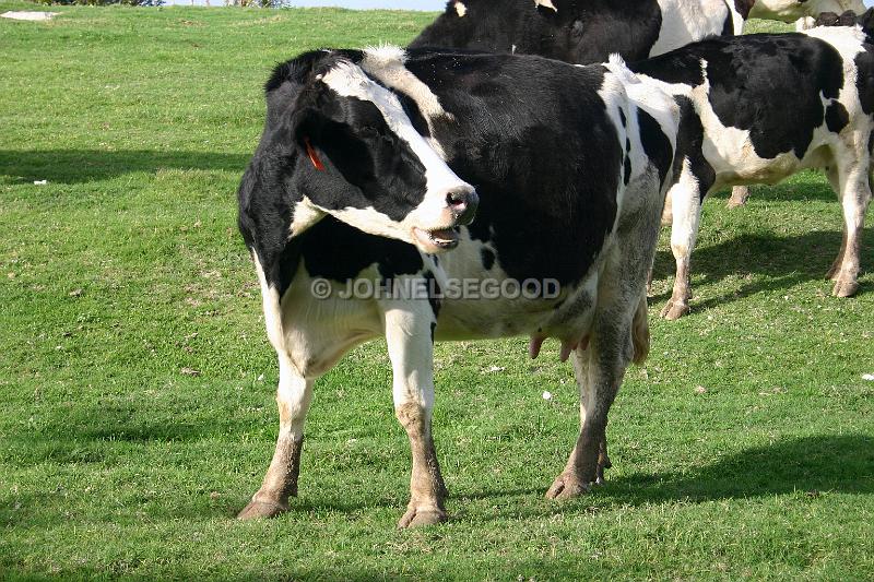 IMG_JE.AN31.JPG - Milk Cow, West End Farm, Bermuda
