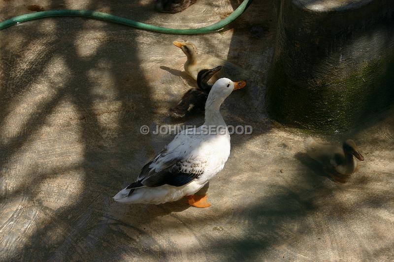 IMG_JE.AN39.JPG - Ducks waiting for water