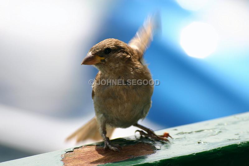 IMG_JE.AN53.JPG - House Sparrow taking off, Bermuda
