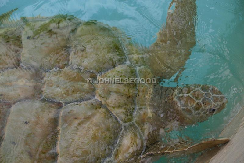 IMG_JE.AN54.JPG - Turtle in Pool, Bermuda Aquaium, Museum and Zoo