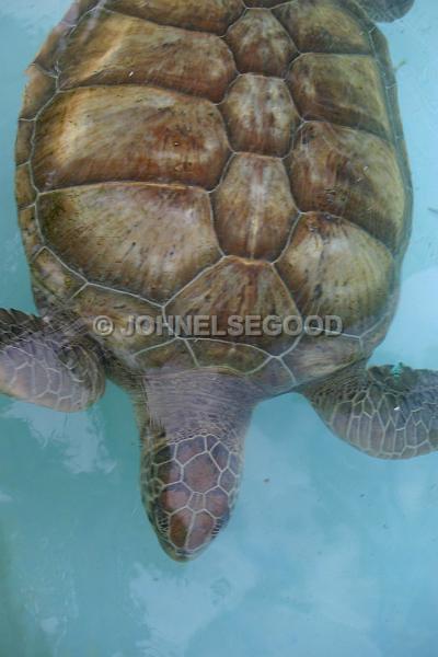 IMG_JE.AN56.JPG - Turtle, swimming in pool at Bermuda Aquarium, Museum and Zoo