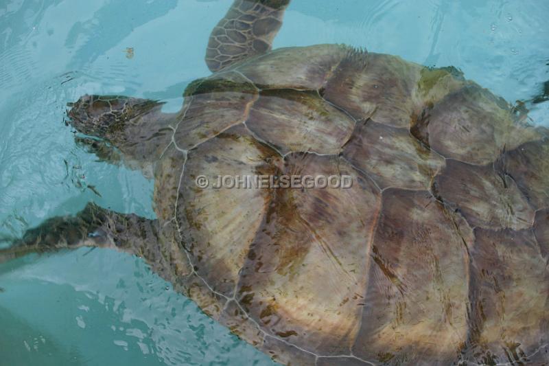 IMG_JE.AN58.JPG - Turtle, swimming in pool at Bermuda Aquarium, Museum and Zoo