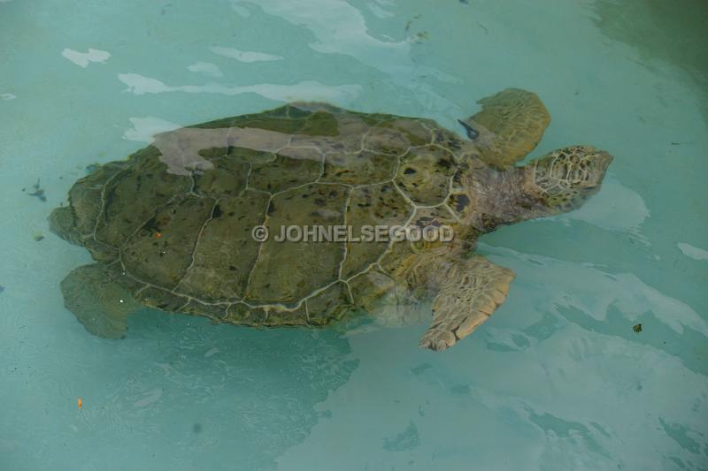 IMG_JE.AN59.JPG - Turtle, swimming in pool at Bermuda Aquarium, Museum and Zoo