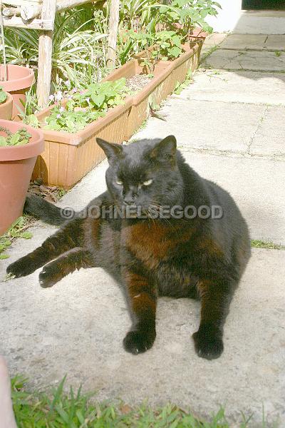 IMG_JE.AN64.JPG - My Black Cat Ebony enjoying the sun at our cottage in Bermuda