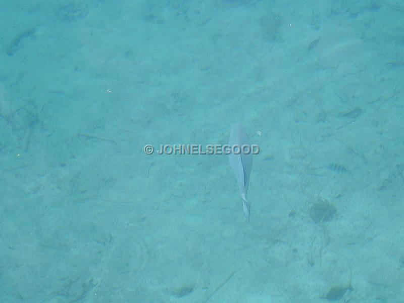 IMG_JE.BAC01.JPG - Fishes swimming in shallow water, Bermuda