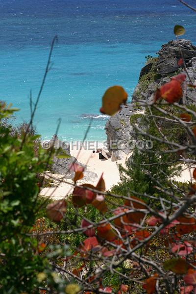 IMG_JE.BE09.JPG - Bay Grapes, with South Shore cove in Background, Bermuda