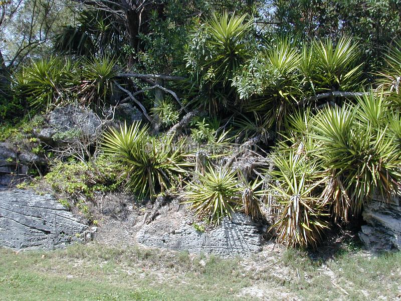 IMG_JE.FLO01.JPG - Flowers, Cacti, Spanish Bayonettes, Bermuda