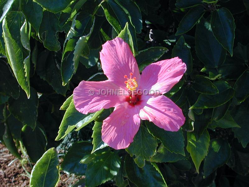 IMG_JE.FLO03.JPG - Flowers, Pink Hibiscus, Bermuda