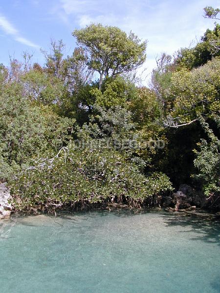 IMG_JE.FLO06.JPG - Trees, Mangroves, Bermuda