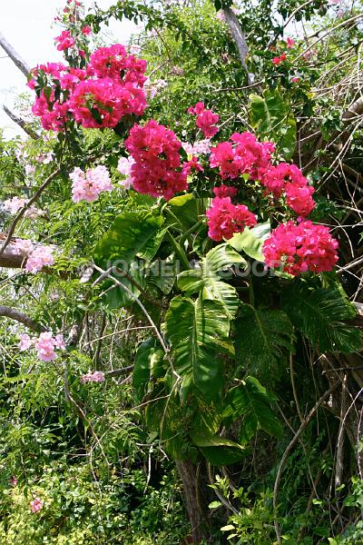 IMG_JE.FLO08.JPG - Flowers, Red Bougainvillea, Bermuda