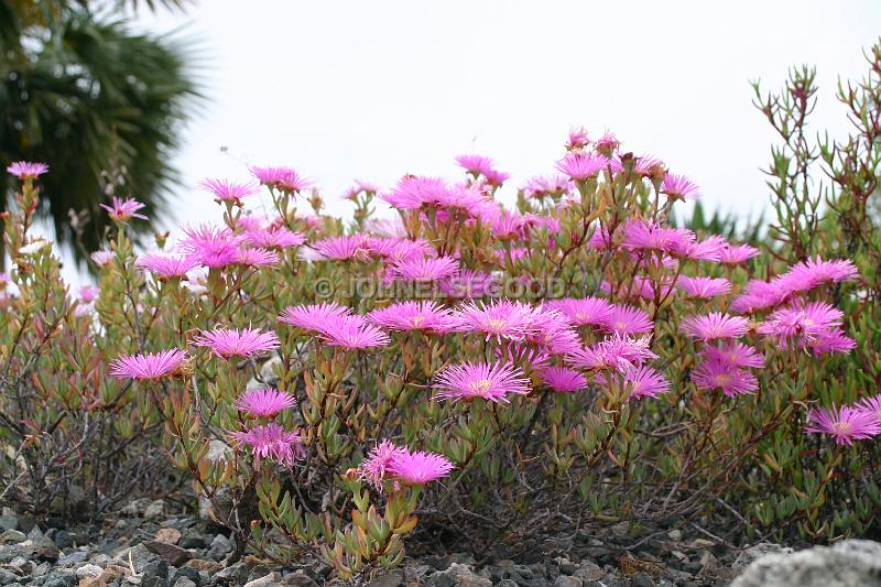 IMG_JE.FLO100.JPG - Flowering Cacti, Botanical Gardens, Bermuda