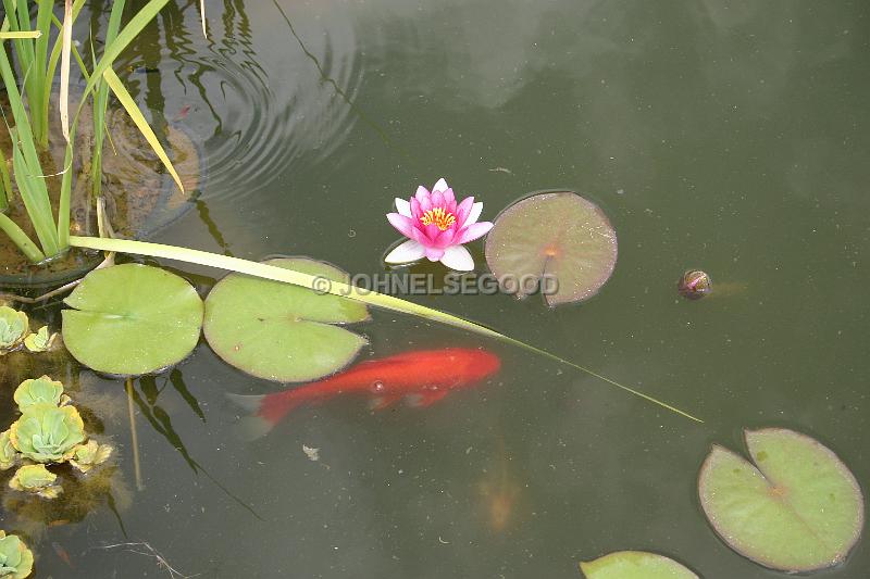 IMG_JE.FLO111.JPG - Water Lily Pond, Botanical Gardens, Bermuda