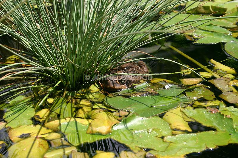 IMG_JE.FLO115.JPG - Toad in Lily pond, Botanical Gardens, Bermuda