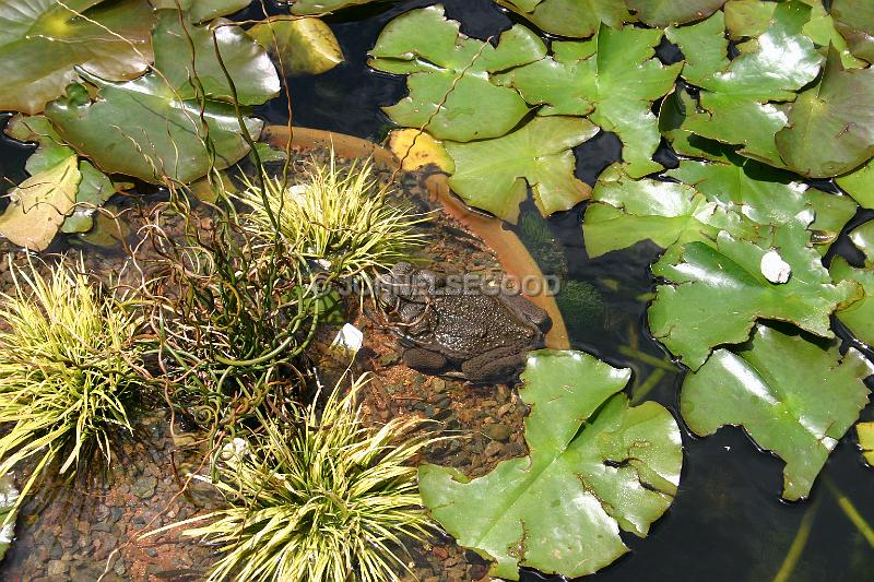 IMG_JE.FLO116.JPG - Toad in Lily pond, Botanical Gardens, Bermuda