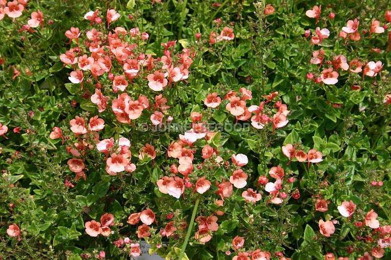 IMG_JE.FLO119.JPG - Pink Flowers, Botanical Gardens, Bermuda