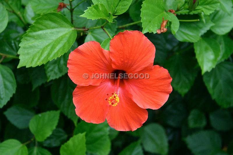 IMG_JE.FLO12.JPG - Flowers, Red Hibiscus, Bermuda