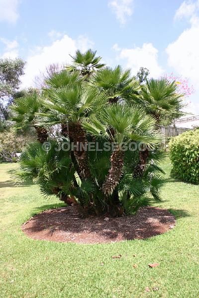 IMG_JE.FLO121.JPG - Palms, Botanical Gardens, Bermuda