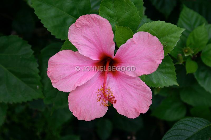 IMG_JE.FLO13.JPG - Flowers, Hibiscus, Bermuda