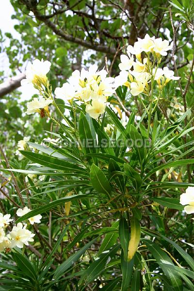 IMG_JE.FLO131.JPG - Trees, White Oleanders, Bermuda