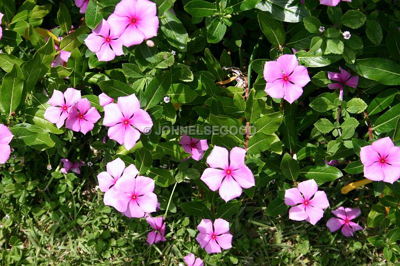 IMG_JE.FLO132.JPG - Flowers, Periwinkles, Bermuda