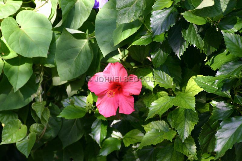 IMG_JE.FLO138.JPG - Flowers, Red Hibiscus, Bermuda