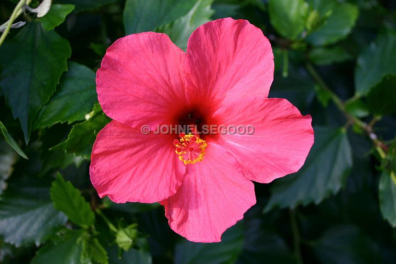 IMG_JE.FLO139.JPG - Flowers, Red Hibiscus, Bermuda