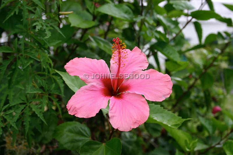 IMG_JE.FLO14.JPG - Flowers, Pink Hibiscus, Bermuda