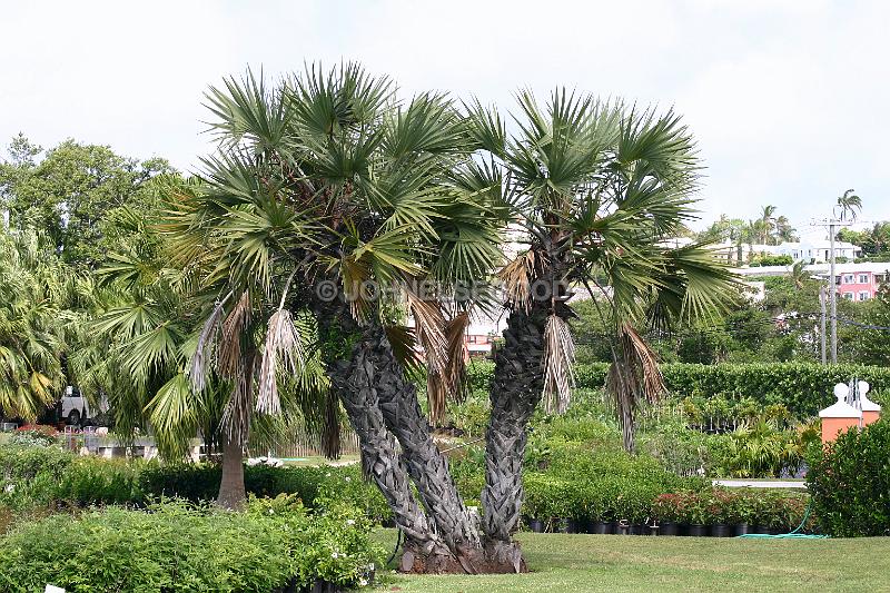 IMG_JE.FLO141.JPG - Palm Trees, Aberfeldy Nurseries, Bermuda