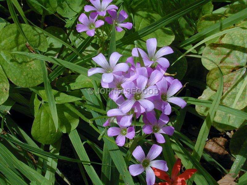IMG_JE.FLO144.JPG - Flowers, Purple, Bermuda