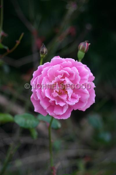 IMG_JE.FLO147.JPG - Flowers, Pink Rose, Bermuda