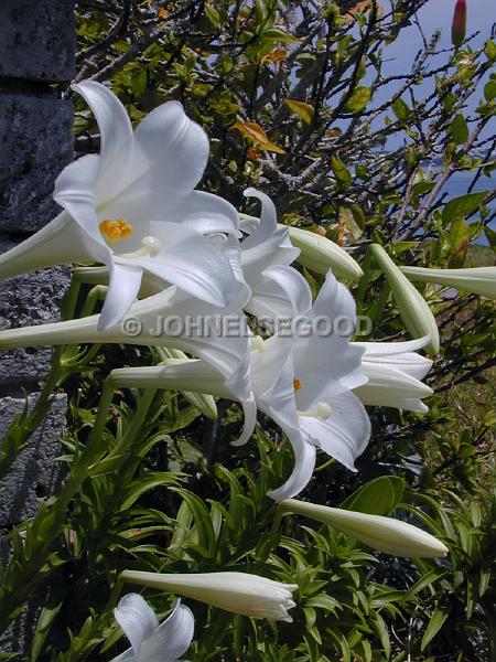 IMG_JE.FLO148.jpg - White Easter Lilies, Bermuda