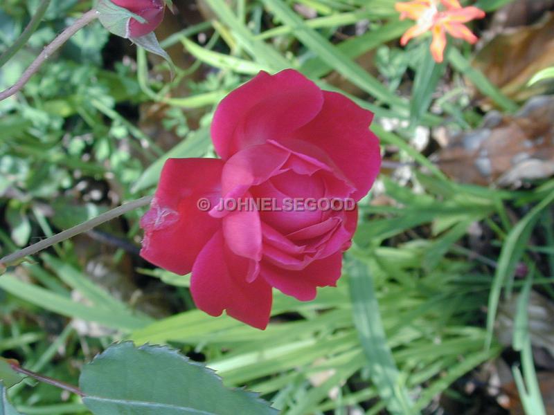 IMG_JE.FLO150.JPG - Flowers, Pink Rose, Bermuda