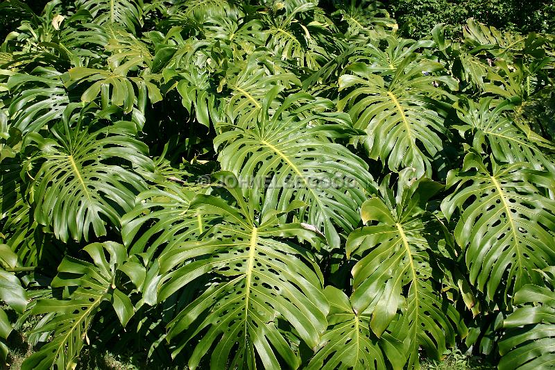 IMG_JE.FLO164.JPG - Philodendron Leaves, Somerset, Bermuda