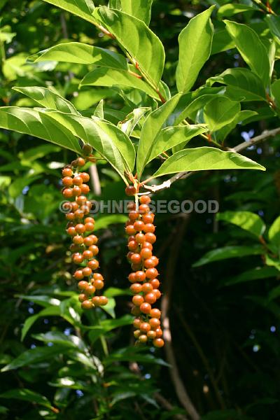 IMG_JE.FLO167.JPG - Tree with Orange Berries, Bermuda