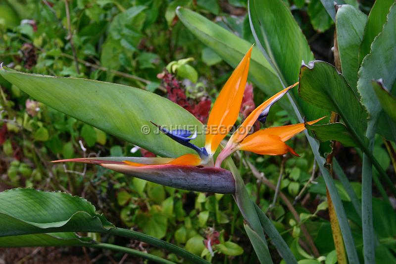 IMG_JE.FLO17.JPG - Flowers, Bird of Paradise, Bermuda
