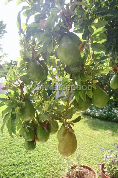 IMG_JE.FLO176.JPG - Avocado Tree and fruit, Somerset, Bermuda