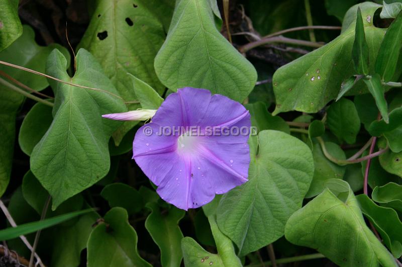 IMG_JE.FLO18.JPG - Flowers, Blue Morning Glory, Bermuda