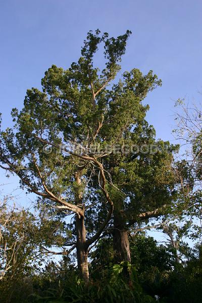 IMG_JE.FLO182.jpg - Bermuda Cedar Tree, Somerset, Bermuda