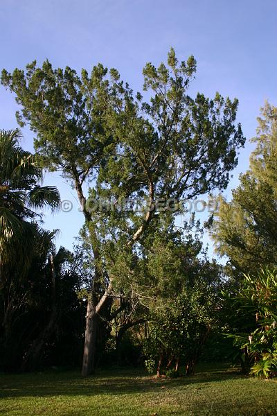 IMG_JE.FLO186.jpg - Bermuda Cedar Trees, Somerset, Bermuda