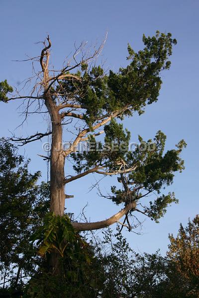 IMG_JE.FLO189.jpg - Bermuda Cedar Tree, Somerset, Bermuda