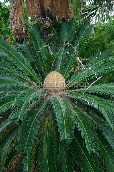 IMG_JE.FLO19.JPG - Trees, Palm family, Bermuda