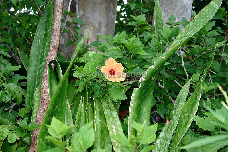 IMG_JE.FLO21.JPG - Flowers, Peach Hibiscus and Mothers Tongue, Bermuda