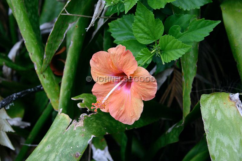 IMG_JE.FLO22.JPG - Flowers, Peach Hibiscus, Bermuda