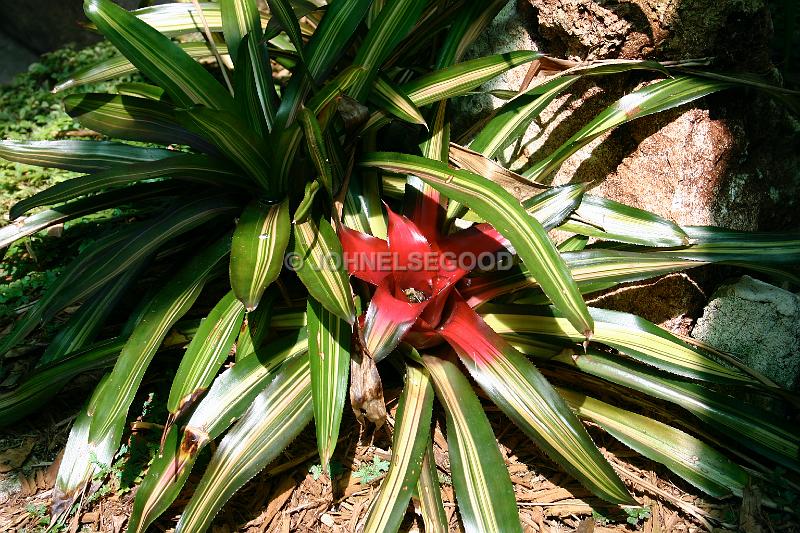 IMG_JE.FLO27.JPG - Flowers, Cacti, Neoregelia, Bermuda